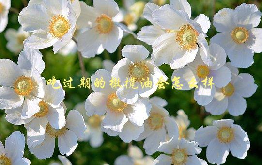 吃过期的橄榄油会怎么样，会对健康造成哪些影响-1