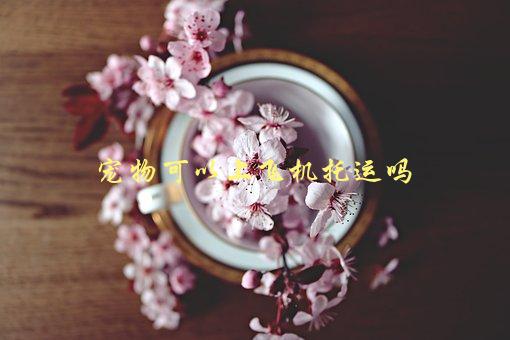 宠物可以上飞机托运吗，需要注意哪些问题-1