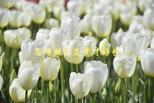怎样挑选菠萝才好些，教你轻松选出甜度高的菠萝-1