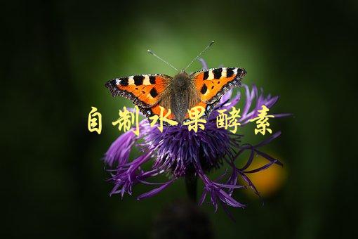 自制水果酵素(如何轻松DIY，让你更健康)-1
