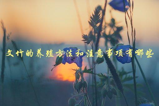 文竹的养殖方法和注意事项有哪些，小白必看的详细指南-1