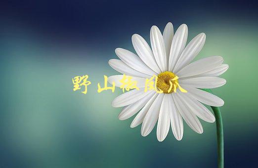 野山椒凤爪(如何制作美味的川菜小吃)-1