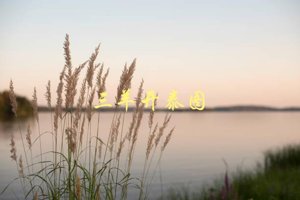 三羊开泰图(有何来历和寓意)-1