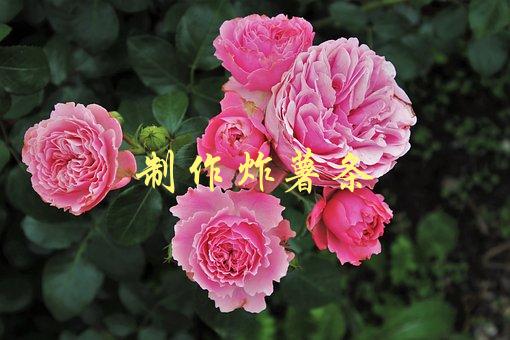 制作炸薯条(如何做出酥脆美味的家庭版薯条？)-1