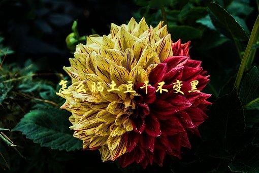 怎么晒土豆干不变黑，5个小技巧让你轻松解决-1