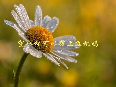 空水杯可以带上飞机吗，详细解答带水杯上飞机的注意事项-1