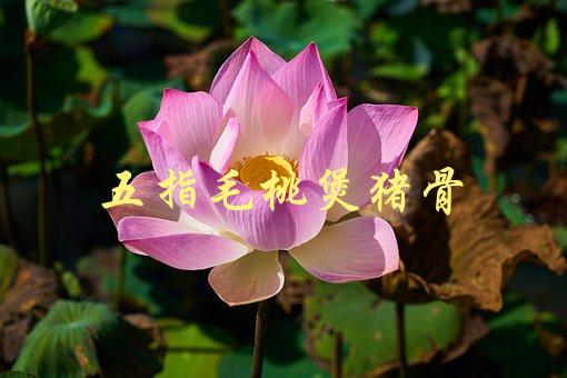 五指毛桃煲猪骨(如何炖出美味鲜香的汤底)-1