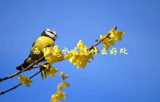 西柚泡水喝有什么好处，真的能减肥吗？-1