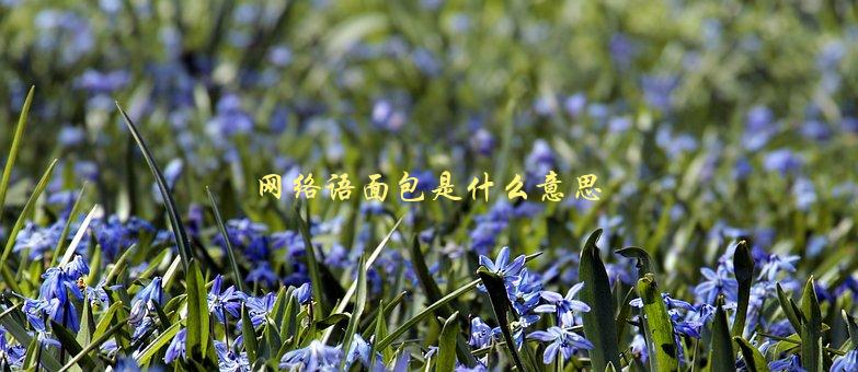 网络语面包是什么意思，解释网络流行语面包-1