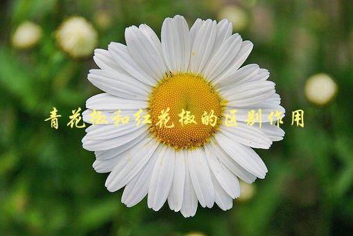 青花椒和红花椒的区别作用，你知道吗？-1