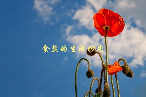食盐的生活妙用，有哪些出乎意料的用途-1