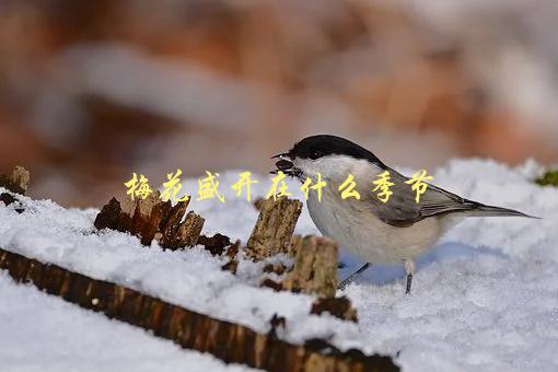 梅花盛开在什么季节，寻找春天的最佳时机-1