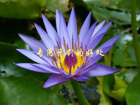 专用牙刷的好处，为什么要使用专门的牙刷刷牙-1