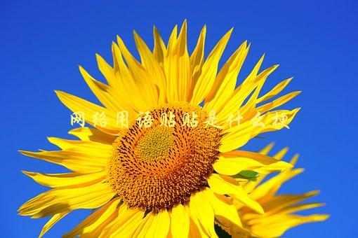 网络用语贴贴是什么梗，了解一下这个新词汇-1