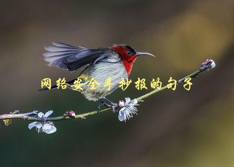 网络安全手抄报的句子，如何写出引人入胜的内容-1