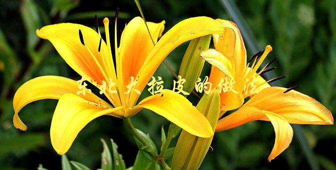 东北大拉皮的做法(怎样做出口感Q弹、味道鲜美的大拉皮)-1