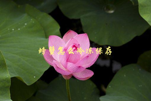 螃蟹怎么冷冻保存，正确方法和注意事项-1
