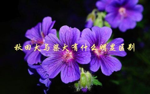 秋田犬与柴犬有什么明显区别，从外貌到性格全面解析
