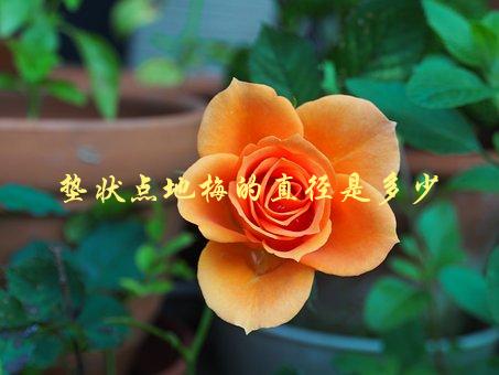 垫状点地梅的直径是多少，了解这种植物的尺寸特征-1