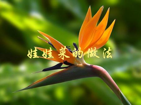 娃娃菜的做法(如何烹饪出清爽可口的娃娃菜)-1