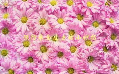 预防米面生虫的小妙招，如何有效避免厨房虫害