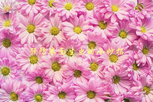 预防米面生虫的小妙招，如何有效避免厨房虫害-1