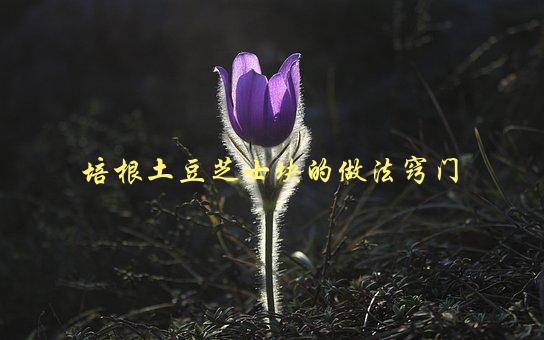 培根土豆芝士块的做法窍门，如何让口感更加酥脆美味-1