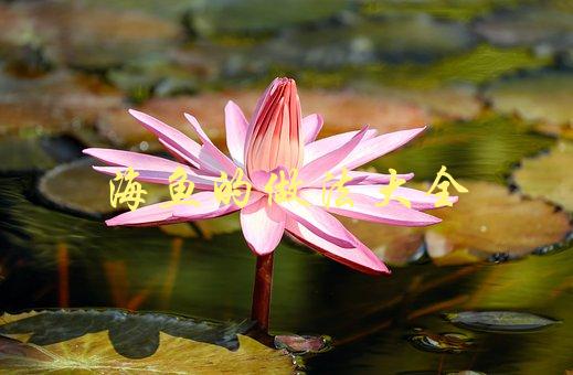 海鱼的做法大全(哪些方法最适合初学者)-1