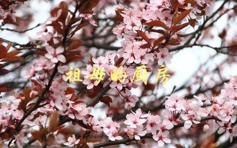 祖母的厨房(如何传承美食文化)