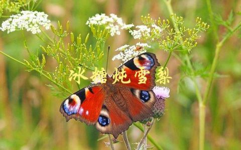 冰糖炖雪梨(有哪些功效与作用)