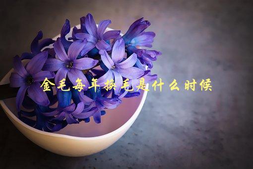 金毛每年换毛是什么时候，了解换毛周期，让你的宠物更健康-1