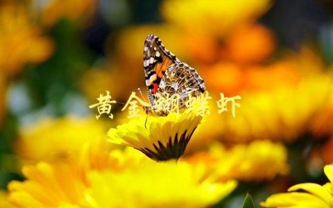 黄金蝴蝶虾(如何在家养殖并赚取利润)