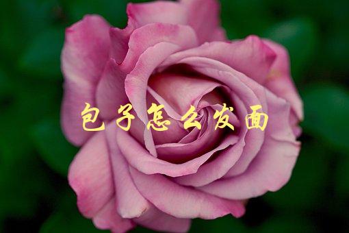 包子怎么发面(教你制作松软口感的包子面团)-1