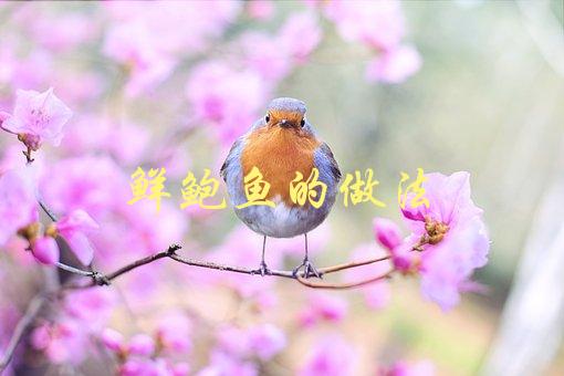 鲜鲍鱼的做法(最简单易学的制作方法)-1