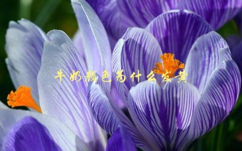 牛奶颜色为什么发黄，原因及解决方法