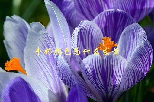 牛奶颜色为什么发黄，原因及解决方法-1