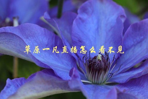 草原一凡直播怎么看不见，可能的原因和解决方法-1