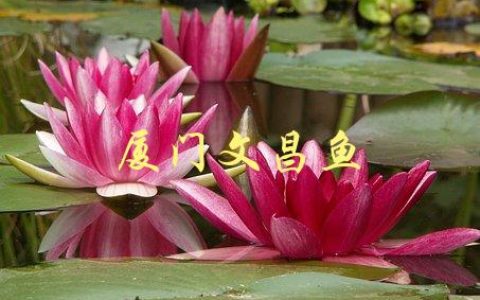 厦门文昌鱼(如何辨别真假、选购技巧)