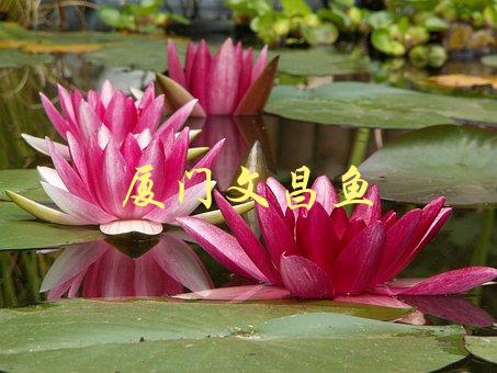 厦门文昌鱼(如何辨别真假、选购技巧)-1