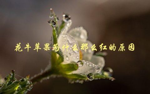 花牛苹果为什么那么红，是什么成分让它变红