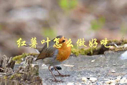 红薯叶(如何烹饪出美味佳肴)-1