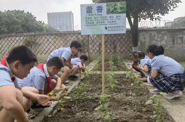 中医药文化进校园:识草药、制香囊，感受中医药文化的魅力