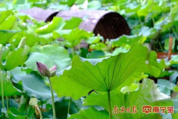 莲花中的“大熊猫”:概率只有十万分之一的并蒂莲在南宁悄然出现