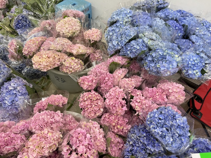 植物新品种纳入知识产权保护|六年培育“博大蓝”  盗繁只需一个月