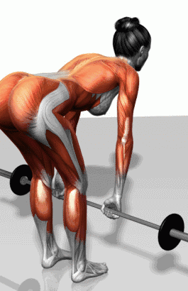 怎么训练背部肌肉:后背肌肉怎么练动作