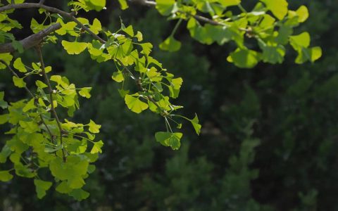 夏天如何养生:夏季养生健康小知识简短