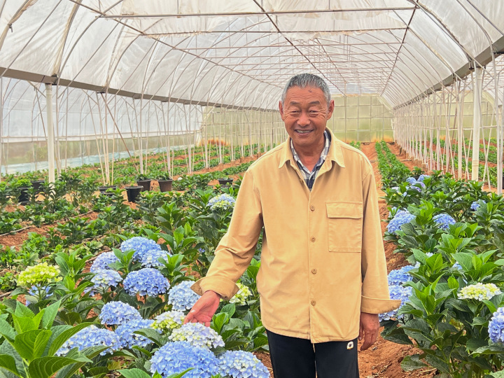 植物新品种纳入知识产权保护|六年培育“博大蓝”  盗繁只需一个月