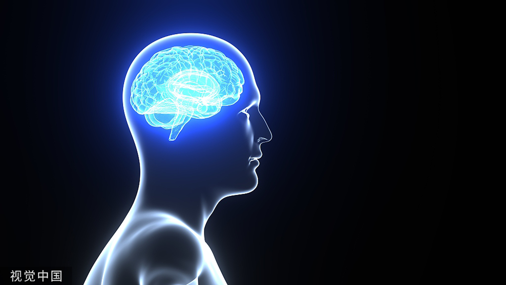 人脑的整体形状对思维,感觉和行为的影响远远大于其复杂的神经元连接