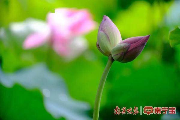 莲花中的“大熊猫”:概率只有十万分之一的并蒂莲在南宁悄然出现