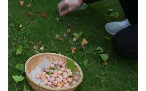 生食银杏果有风险:树下掉落的白果不要捡